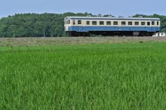 草が刈られた築堤