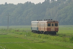 青々とした水田