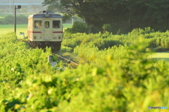 夏草に朝日