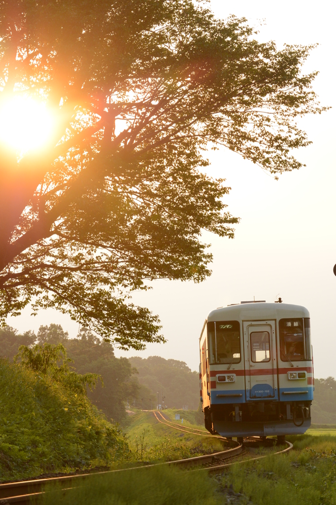 樹からこぼれる夕日