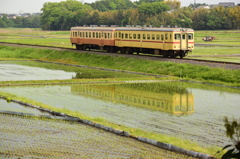 水田に体を映して