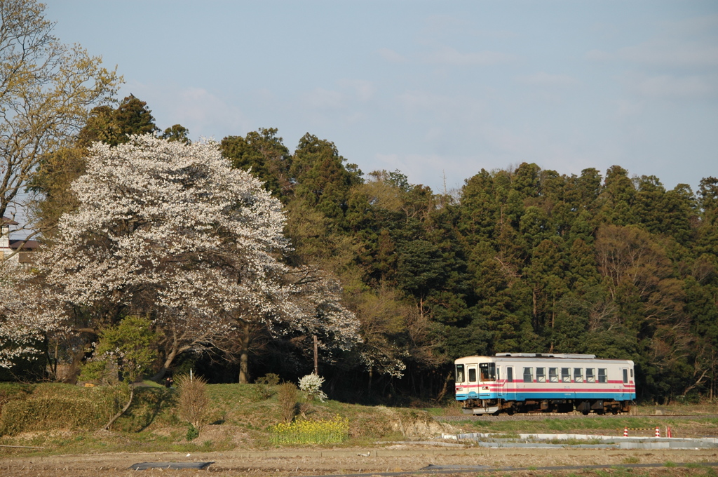ヤマザクラの下