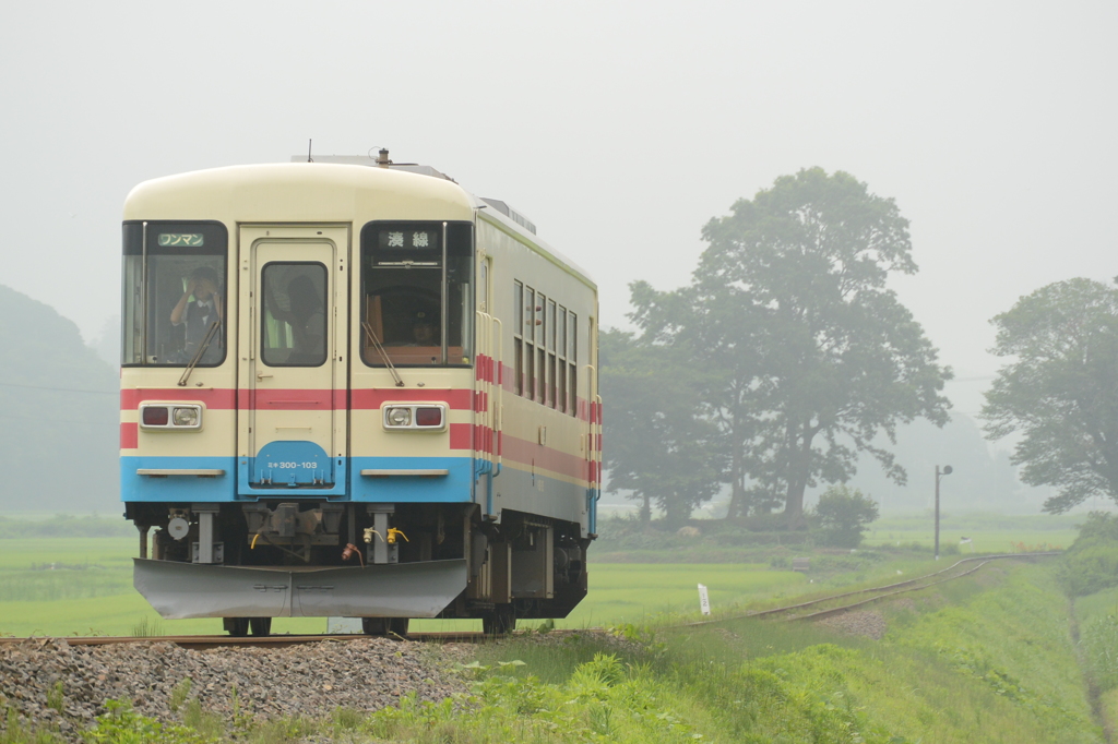 朝霧を行くミキ