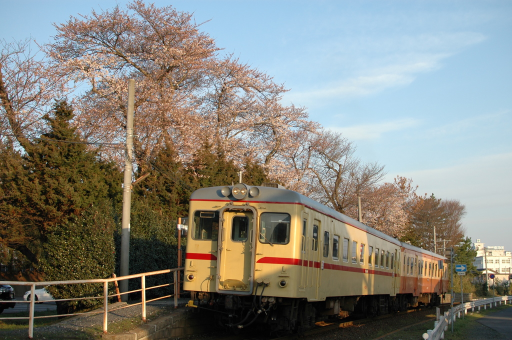 日工前駅の桜