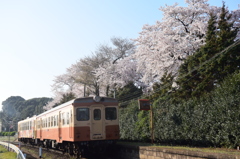 桜咲く駅