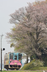 線路沿いの桜咲き始めました