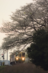 桜の下を行く