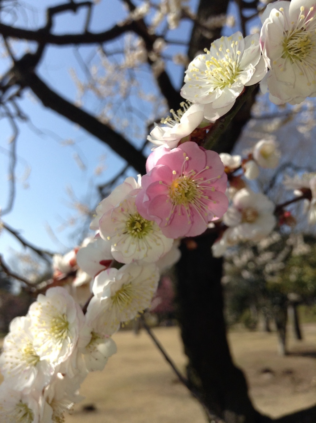 白梅に一輪の紅