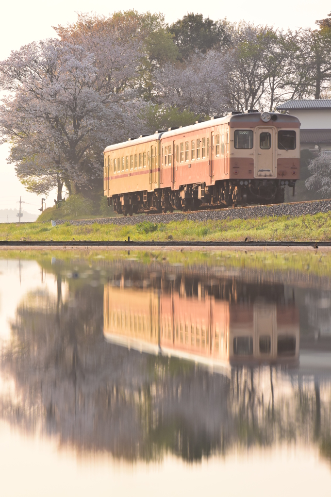 桜水鏡