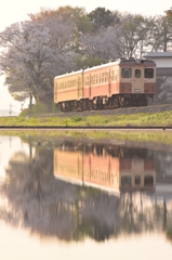 桜水鏡