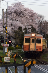 日工前駅の桜(１)