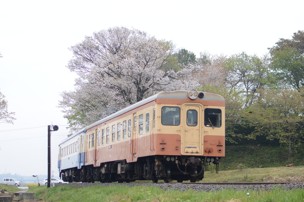 雨上がりの桜