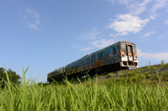 伸びる稲 伸びる稲