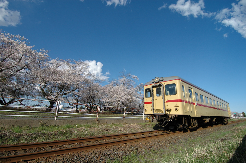 青空と満開の桜
