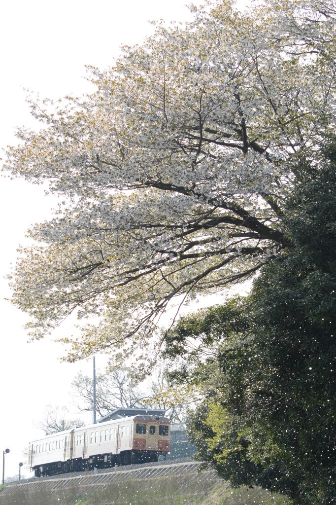 桜吹雪