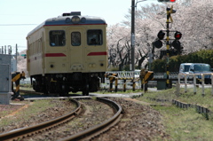 桜満開