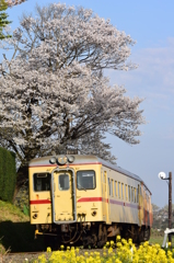 春真っ盛り