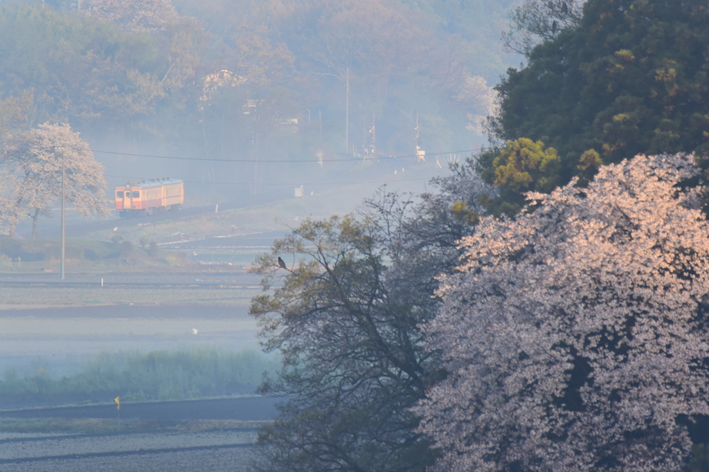 里山の朝(旧型二連)