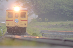 雨上がりのキジ