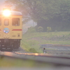 雨上がりのキジ