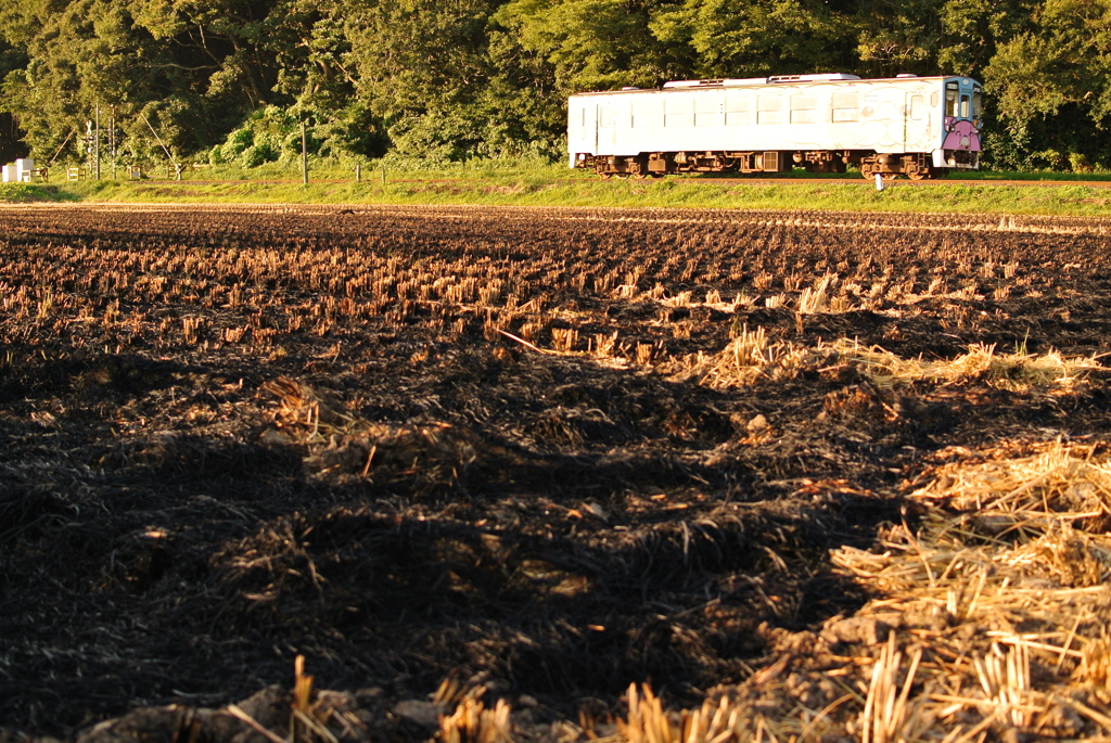 シルバーアニマル
