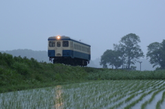 小満の水田