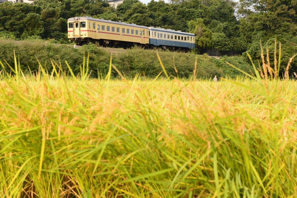 旧型気動車と稲穂１