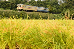 旧型気動車と稲穂１