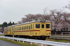 自衛隊の桜