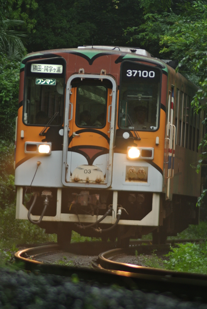 アニマルのライト