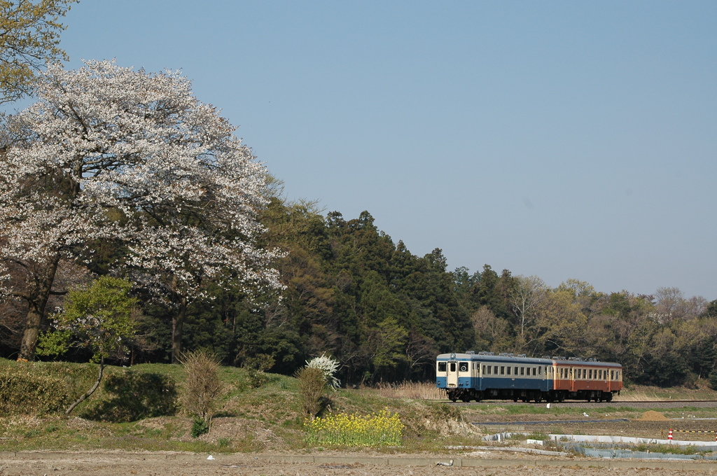 快晴山桜