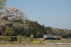 快晴山桜