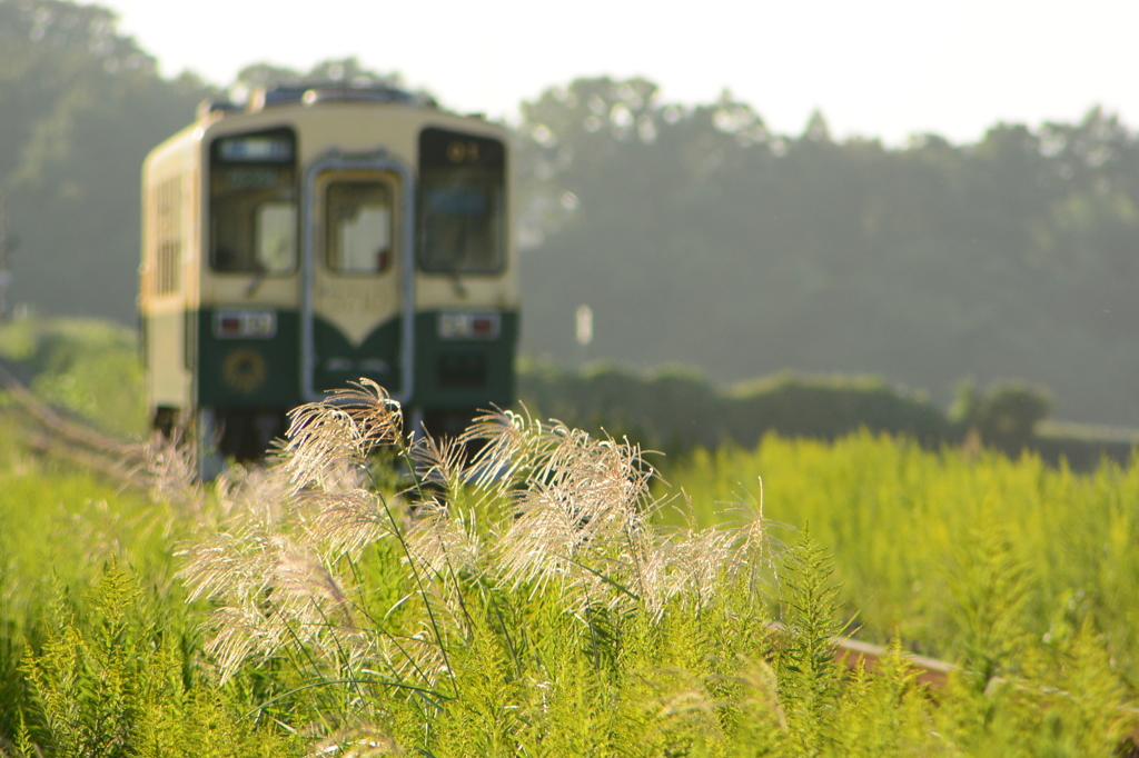 ススキ咲く中を