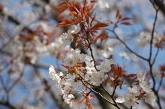 山桜