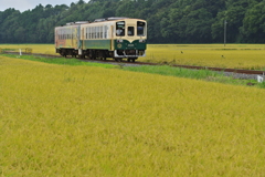 水田を行く満員列車
