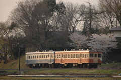 桜の下