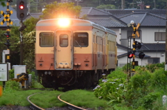 線路際のアジサイ