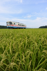 たわわに実った稲穂