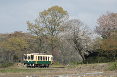 桜と新緑の中