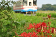 彼岸花咲いています。