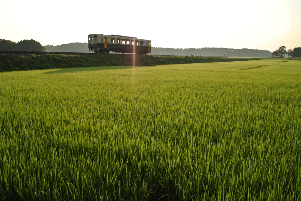 水田に伸びる影