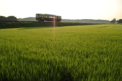 水田に伸びる影