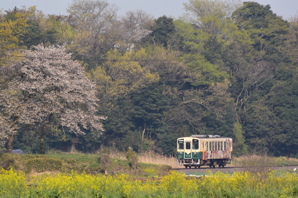 菜花と山桜