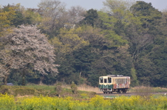 菜花と山桜