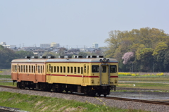 わずかに残る桜