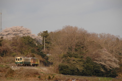 桜咲く雑木林