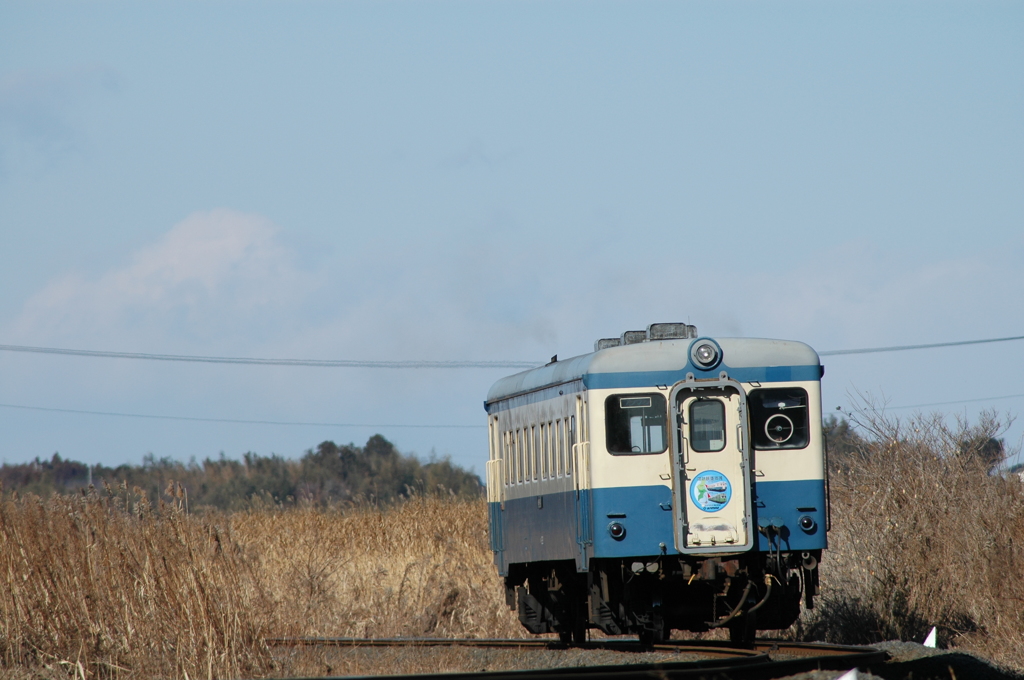 ススキの原を行くキハ222