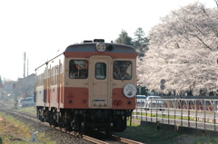 自衛隊の桜~通勤時間~