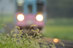 猫じゃらしとアニマル