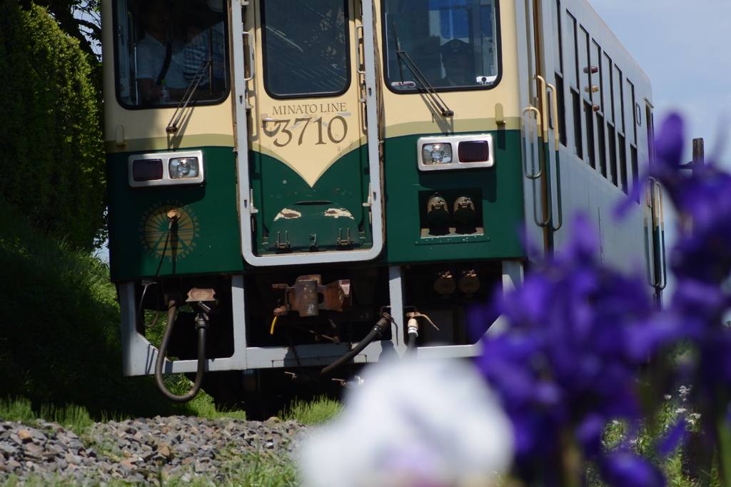 アヤメかカキツバタ